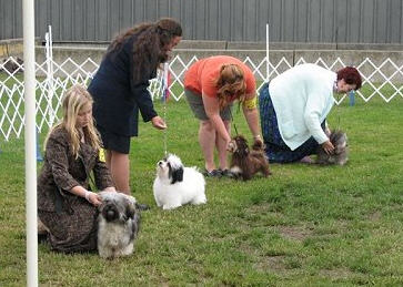 Outdoor Dog Show